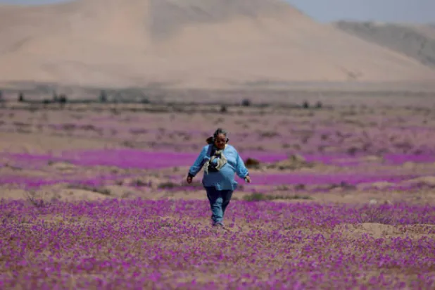 عودة ظاهرة «ازدهار الصحراء» إلى أتاكاما أكثر مناطق العالم جفافاً