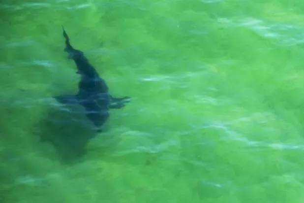 ما السبب الحقيقي وراء مهاجمة أسماك القرش البيضاء للبشر؟