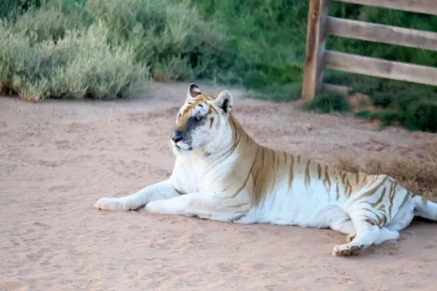 Riyadh Safari: Africa’s Jungles in the Saudi Capital 