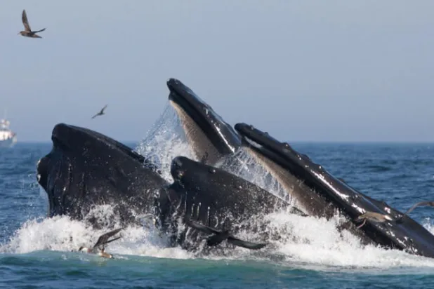 الحيتان الضخمة تأكل 3 مرات أكثر مما كان يعتقد