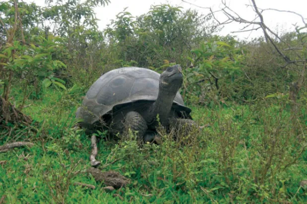 سلاحف تتلافى السرطان بتدمير خلاياها ذاتياً