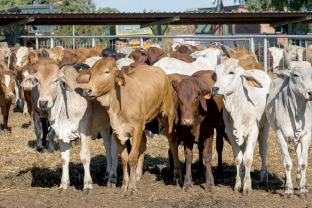 قطاع اللحوم والألبان: استثمارات بالمليارات تتجاهل تغيُّر المناخ