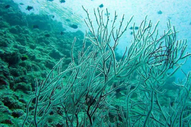 مرض يدمّر أعشاب البحر شمال غربي المحيط الهادئ