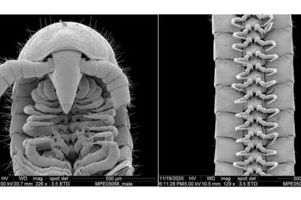 اكتشاف دودة ذات 1306 أرجل في باطن الأرض بأستراليا