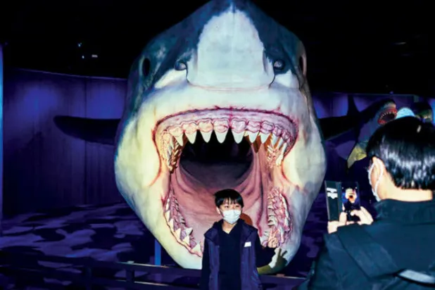 معرض جديد لـ«أسماك القرش» في المتحف الأميركي للتاريخ الطبيعي