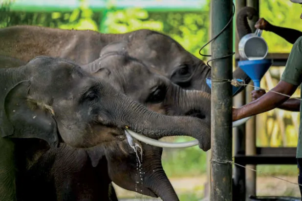 حكمة الفيلة المسنّة تحافظ على سلامة القطيع