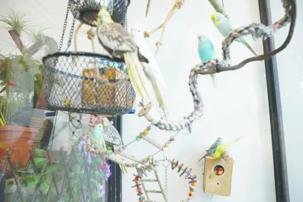 أميركي يسلم ملجأ للحيوانات 836 ببغاء يمتلكها والده