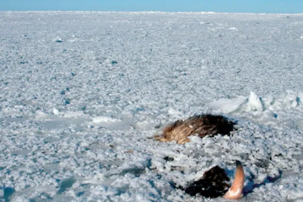 ألاسكا تواجه كارثة جليدية بعد تسجيلها حرارة قياسية