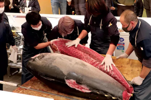 تونة بـ155 ألف دولار في «طوكيو للسمك»