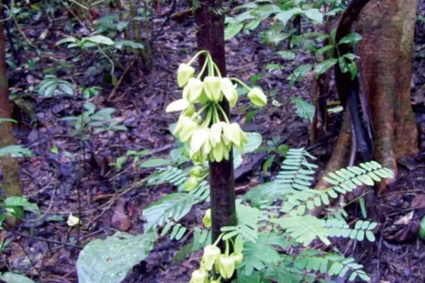 «ليوناردو دي كابريو» جديد «كيو الملكية» اللندنية