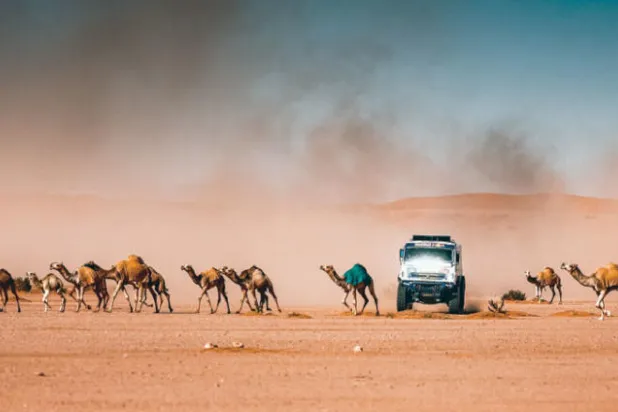 شاحنة تشق طريقها وسط قطيع من الإبل خلال المرحلة الخامسة أمس (الشرق الأوسط)