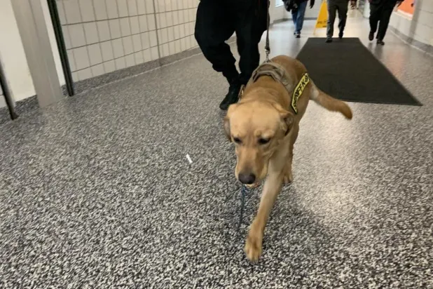 ولاية أميركية تستخدم كلبين لرصد «كورونا» في المدارس