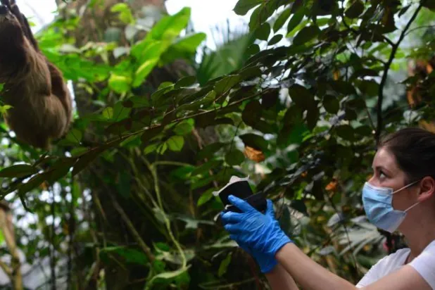 جمع الحمض النووي من الهواء... تقنية تسمح بتتبع الحيوانات المهددة بالانقراض