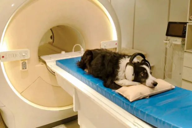 الكلاب تميز بين اللغات