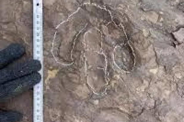 اكتشاف آثار أقدام ديناصورات من العصر الطباشيري جنوب الصين