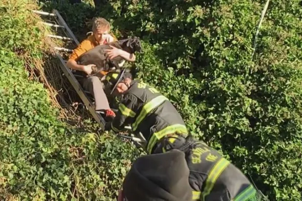 شاهد... إنقاذ كلب علق داخل منزل منهار لمدة 6 أيام