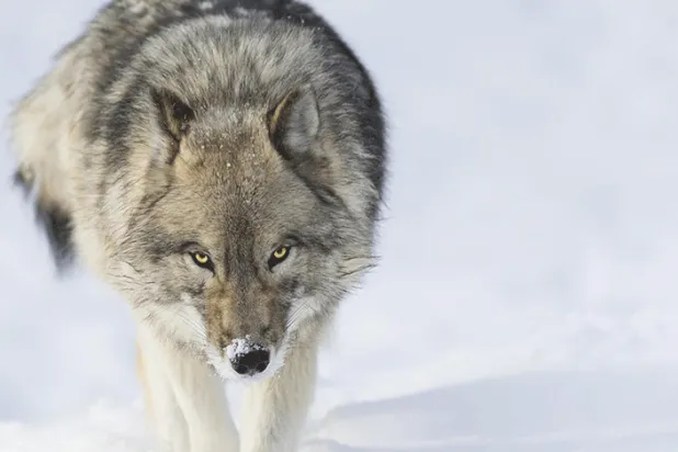 Kurtlar, İskandinavya’da acımasız yasaların kurbanı oluyor