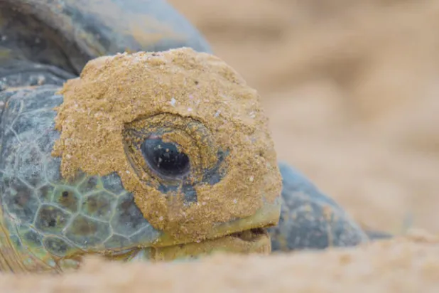 أخطار تهدد السلاحف البحرية الصغيرة في البحر الأحمر