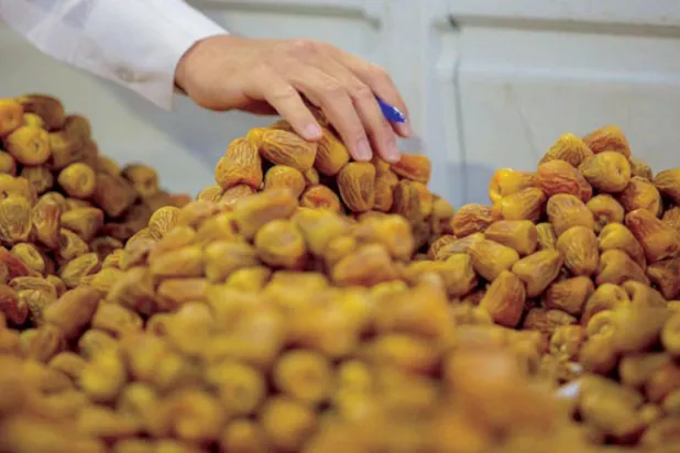 السعودية تمنح «النخيل والتمور» صلاحية التأسيس والاستحواذ على شركات