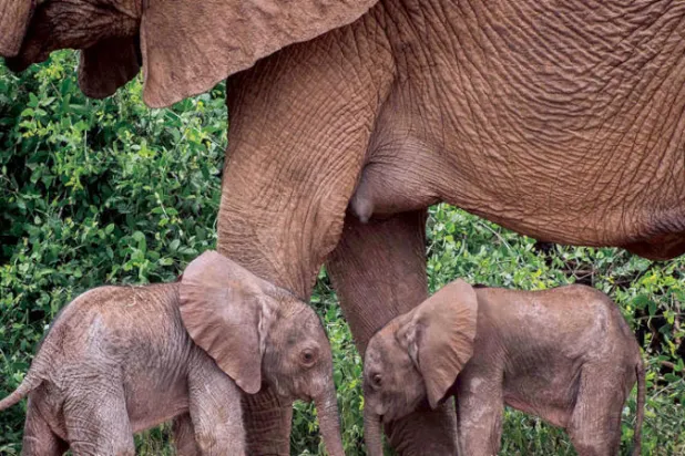 فيلان توأم نادران يواجهان بداية صعبة في كينيا
