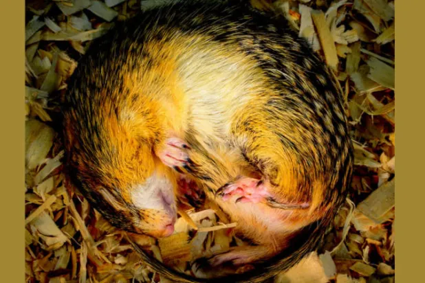 «السناجب» تحل مشكلة فقدان العضلات لدى رواد الفضاء