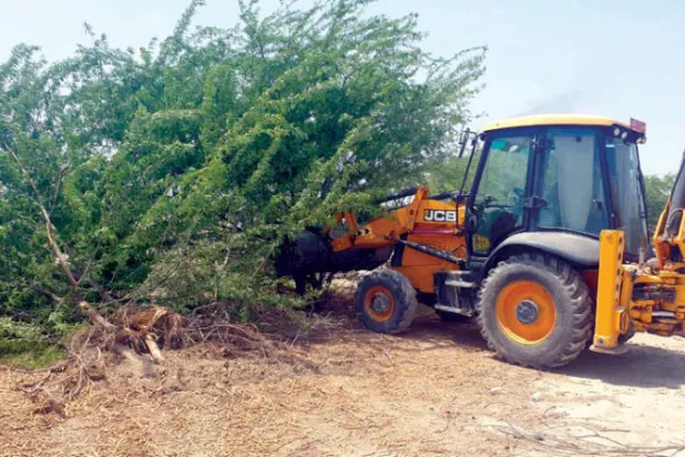 أشجار الغاف البحري تغزو البيئة في سلطنة عُمان