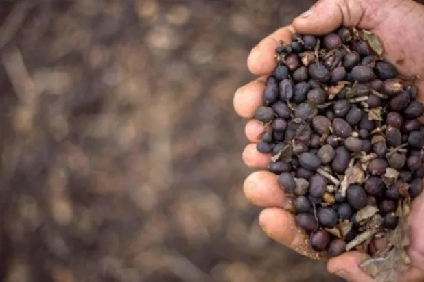 هل يكتب تغير المناخ نهاية القهوة؟