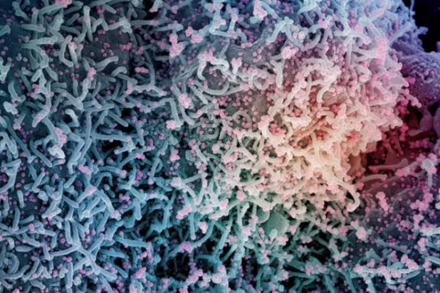 13 طفرة جينية في «أوميكرون» تحيّر العلماء