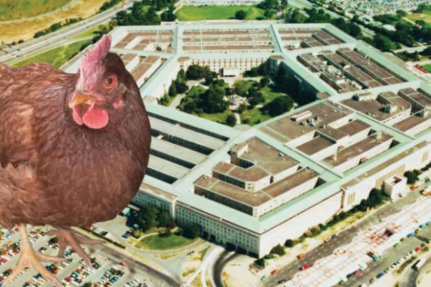 دجاجة تتسلل إلى مبنى {البنتاغون}