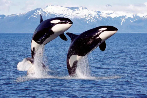 «الحيتان القاتلة» تُعلّم بعضها سرقة الأسماك من البشر