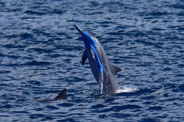 فرنسا تستضيف قمة «محيط واحد» لحماية المساحات البحرية