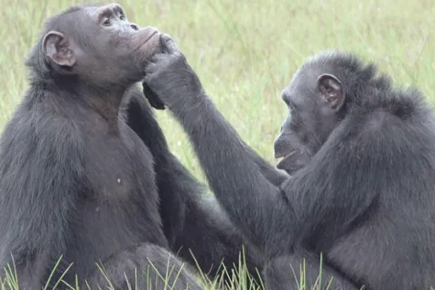 الشمبانزي يعالج جروح أقرانه باستخدام الحشرات المطحونة