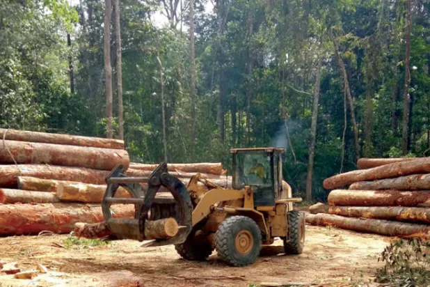 الغابات حول العالم تخسر ملايين الهكتارات سنوياً