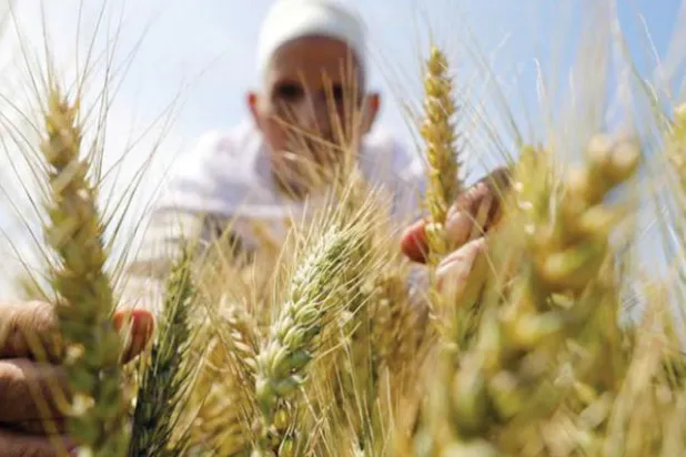 مصر لا تزال تدرس سبل التحوط من تقلبات أسعار القمح