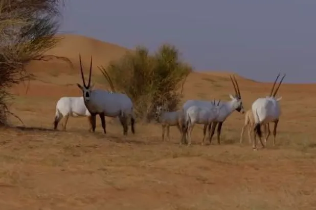 Ürdün'e BAE'den soyu tükenmekte olan 20 "Arap oriksi" getirildi