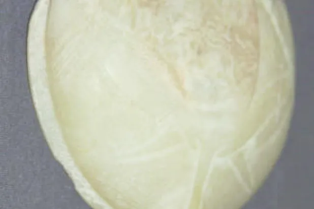 متحف الوادي الجديد يستعيد تاريخ حكام الواحات في مصر القديمة