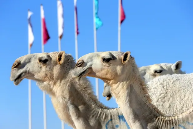 Arap develeri, geleneğin yaşatıldığı Katar Deve Festivali'nin "en güzeli" olmak için yarışıyor