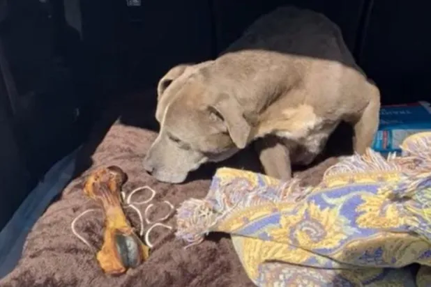 كلبة تعود إلى أصحابها بعد 12 عاماً على اختفائها