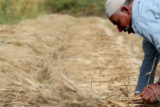 «سيف القمح» على رقبة الشرق الأوسط