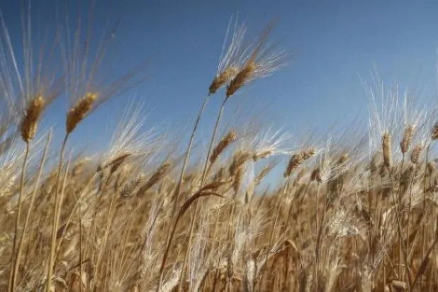 Lübnan’ın bir aylık buğday rezervi kaldı