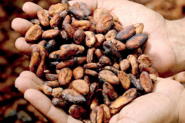 «التحميص المكثف» للكاكاو يقلل مرارة الشوكولاته الداكنة