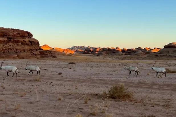 «العلا» تعيد توطين أكثر من 80 حيواناً برياً