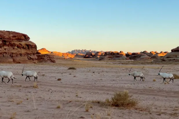 إعادة توطين أكثر من 80 حيواناً برياً في العُلا