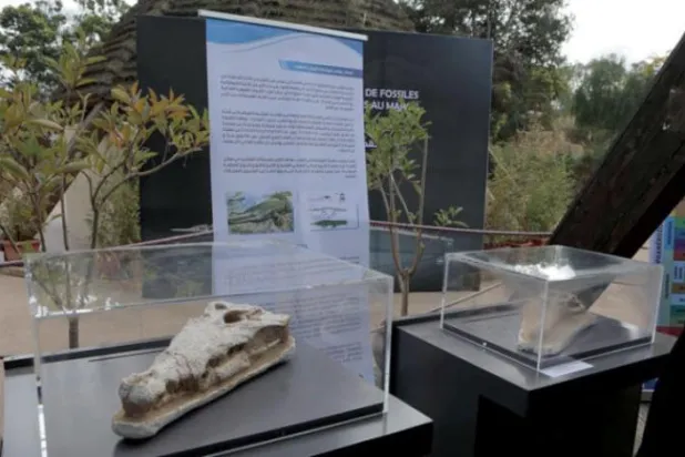 Fas, 56 milyon yaşındaki timsah kafatasını geri aldı