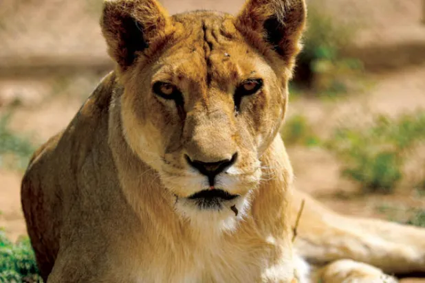 متطوعون مولعون بالحيوانات ينقذون أسود السودان