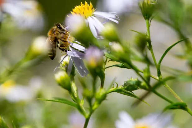Chamomile Harvest Season Opens in Egypt