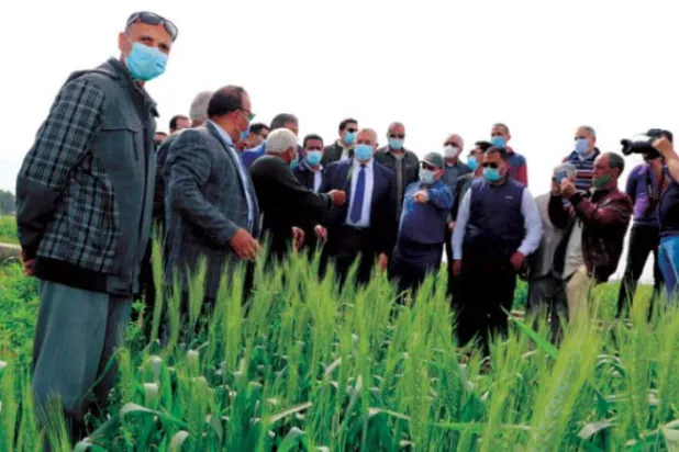 Mısır hükümeti buğday krizinden kaçınmak için ‘havuç-sopa’ stratejisini uyguluyor