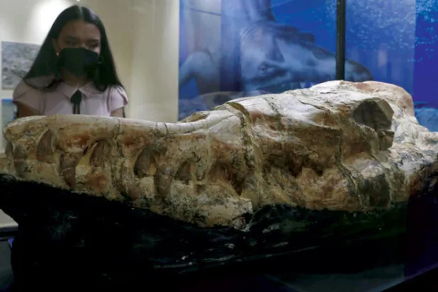 اكتشاف متحجرات لحوت عمرها 36 مليون سنة في البيرو