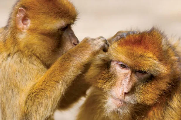 «إنسان الغاب» يستخدم {اللغة العامية} للتعبير عن هدوئه