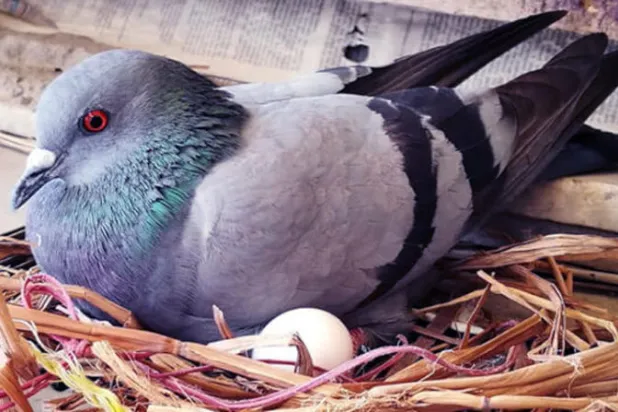 الطيور تبيض قبل الأوان بسبب تغير المناخ